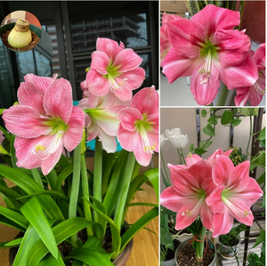 🎉Hot Sale🌷Amaryllis Bulbs