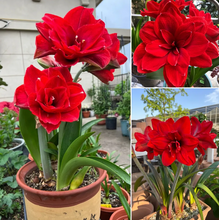 Load image into Gallery viewer, 🎉Hot Sale🌷Amaryllis Bulbs