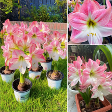 Load image into Gallery viewer, 🎉Hot Sale🌷Amaryllis Bulbs