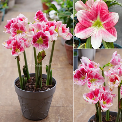 🎉Hot Sale🌷Amaryllis Bulbs