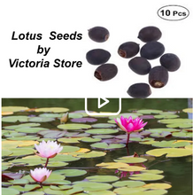 Load image into Gallery viewer, 🌸7 Days germination🌸Last Day Sale - 49% OFF💐The Sacred Bonsai Bowl Lotus Flower