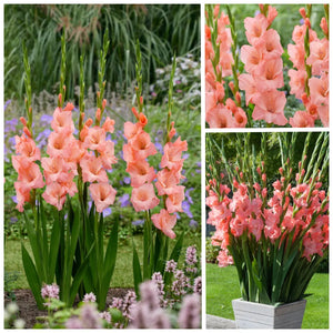 🌷Gladiolus Bulbs