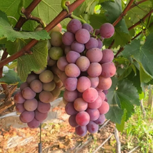 Load image into Gallery viewer, 🍇Midknight Beauty Grapes Seeds🌱