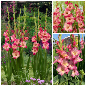 🌷Gladiolus Bulbs