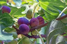 Load image into Gallery viewer, Fig Tree Cuttins(Ficus carica), Sweet Fruit Shrub