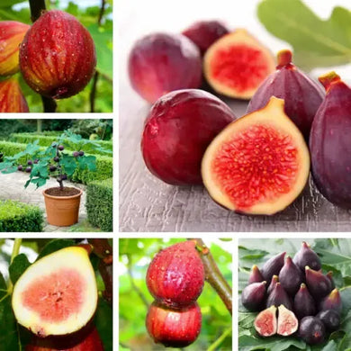 Fig Tree Cuttins(Ficus carica), Sweet Fruit Shrub