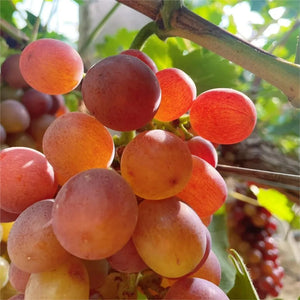 Midknight Beauty Grapes Plant- Giant Rose (Rose scented)- 98% Germination🔥