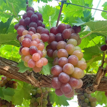 Load image into Gallery viewer, Midknight Beauty Grapes Plant- Giant Rose (Rose scented)- 98% Germination🔥