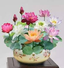 Load image into Gallery viewer, 🌸7 Days germination🌸Last Day Sale - 49% OFF💐The Sacred Bonsai Bowl Lotus Flower