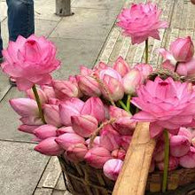 Load image into Gallery viewer, 🌸7 Days germination🌸Last Day Sale - 49% OFF💐The Sacred Bonsai Bowl Lotus Flower