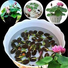 🌸7 Days germination🌸Last Day Sale - 49% OFF💐The Sacred Bonsai Bowl Lotus Flower