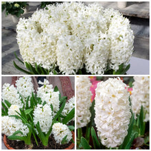 Load image into Gallery viewer, 🎉Hot Sale🌷Hyacinth Bulbs