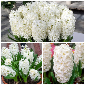 🎉Hot Sale🌷Hyacinth Bulbs