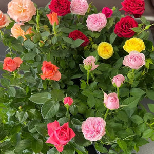 🎉40% OFF💐Beautiful Mini Rose Seeds