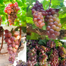 Load image into Gallery viewer, Midknight Beauty Grapes Plant- Giant Rose (Rose scented)- 98% Germination🔥