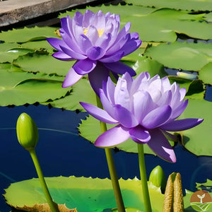 🌸7 Days germination🌸Last Day Sale - 49% OFF💐The Sacred Bonsai Bowl Lotus Flower