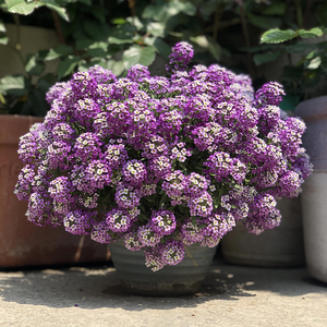 Sweet Alyssum Seeds