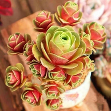 Load image into Gallery viewer, 🌵Mountain Rose Succulent Seeds🪴