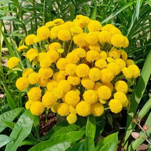 Ping-pong Chrysanthemum Seeds