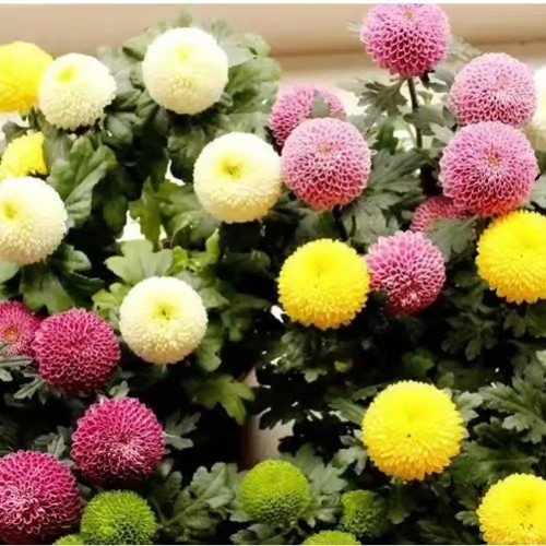 Ping-pong Chrysanthemum Seeds