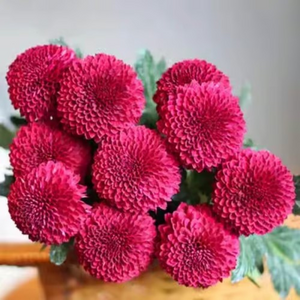 Ping-pong Chrysanthemum Seeds