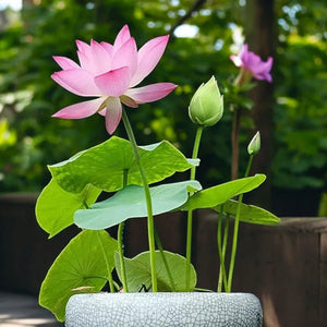 🌸7 Days germination🌸Last Day Sale - 49% OFF💐The Sacred Bonsai Bowl Lotus Flower