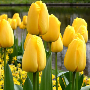 🎉Hot Sale🌷Tulip Bulbs