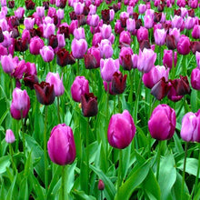 Load image into Gallery viewer, 🎉Hot Sale🌷Tulip Bulbs