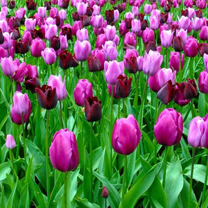 🎉Hot Sale🌷Tulip Bulbs