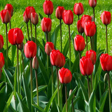 Load image into Gallery viewer, 🎉Hot Sale🌷Tulip Bulbs