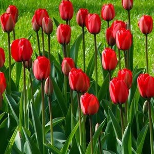 🎉Hot Sale🌷Tulip Bulbs