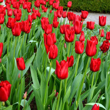 Load image into Gallery viewer, 🎉Hot Sale🌷Tulip Bulbs