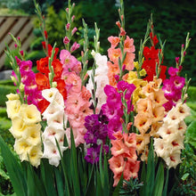 Load image into Gallery viewer, 🌷Gladiolus Bulbs