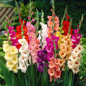 🌷Gladiolus Bulbs