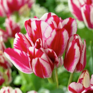 🎉Hot Sale🌷Multiflora Tulip Bulbs (Club Series)