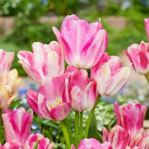 🎉Hot Sale🌷Multiflora Tulip Bulbs (Club Series)