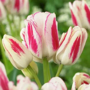 🎉Hot Sale🌷Multiflora Tulip Bulbs (Club Series)