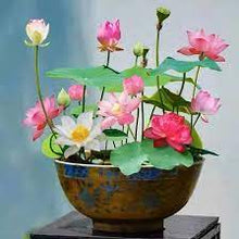 Load image into Gallery viewer, 🌸7 Days germination🌸Last Day Sale - 49% OFF💐The Sacred Bonsai Bowl Lotus Flower