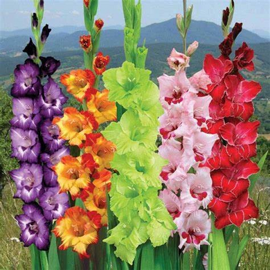 10 Fresh Bulbs Gladiolus Flowers