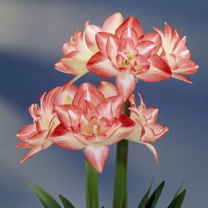 Amaryllis Pink Flower Bulb