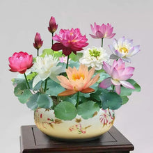 Load image into Gallery viewer, 🌸7 Days germination🌸Last Day Sale - 49% OFF💐The Sacred Bonsai Bowl Lotus Flower