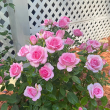 Load image into Gallery viewer, 🎉40% OFF💐Beautiful Mini Rose Seeds