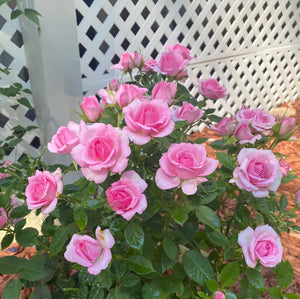 🎉40% OFF💐Beautiful Mini Rose Seeds