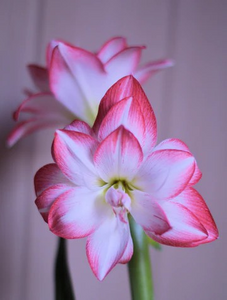 Amaryllis Pink Flower Bulb