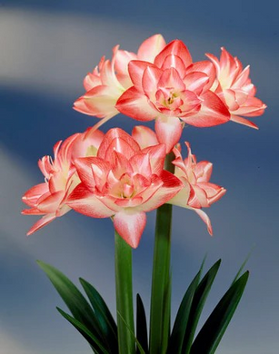 Amaryllis Pink Flower Bulb