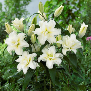 🌷Double-Flowered Perfume Lily Bulbs