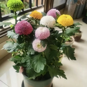 Ping-pong Chrysanthemum Seeds