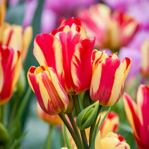 🎉Hot Sale🌷Multiflora Tulip Bulbs (Club Series)