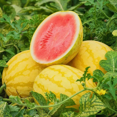 Yellow Skinned Red Flesh Watermelon Seed
