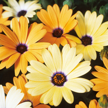 Load image into Gallery viewer, African Daisy, Mixed Colors Seeds